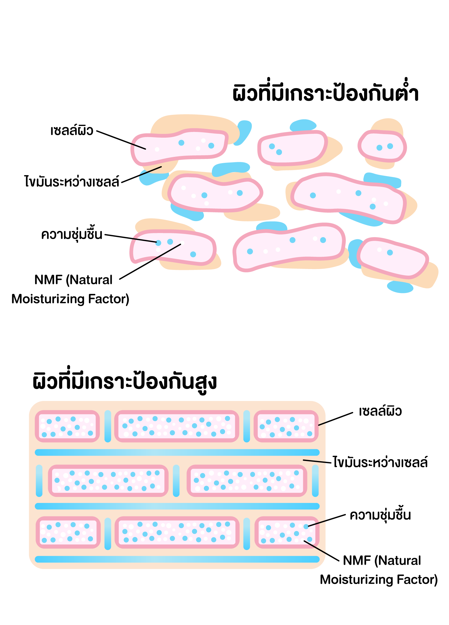 ผิวที่มีเกราะป้องกันสูง ผิวที่มีเกราะป้องกันต่ำ